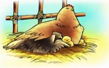 Bài học từ ''cô'' gà mái
